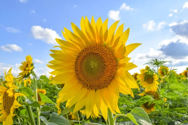 Campo de girasoles en flor —  Fotos de Stock