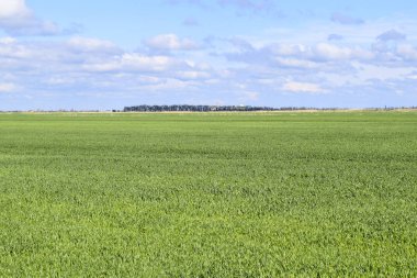 alan genç yeşil arpa