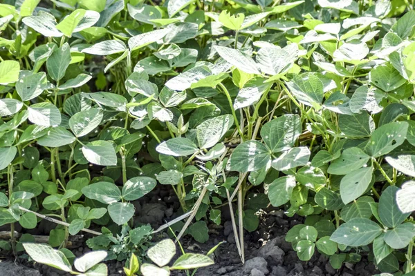 O campo de soja. Midge nas folhas de soja . — Fotografia de Stock