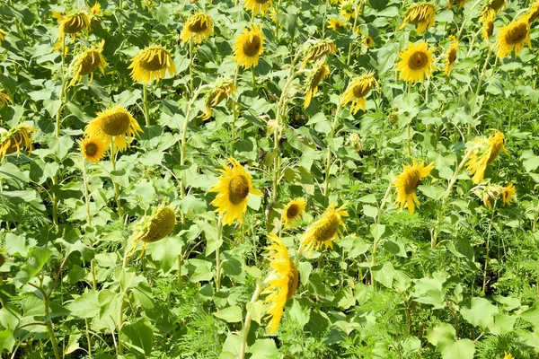 Flowering sunflowers in the field. Sunflower field on a sunny day. field of blooming sunflowers on a background sunset