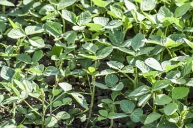 Soya alan. Midge soya yaprakları.