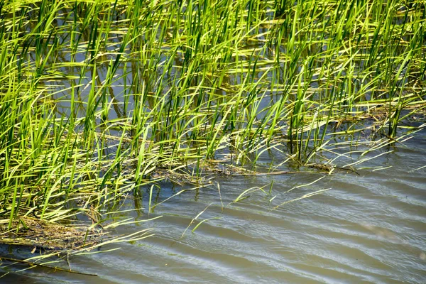 Campo di riso nelle risaie — Foto Stock