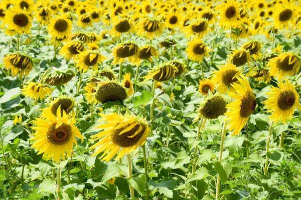 Flowering sunflowers in the field. Sunflower field on a sunny day. field of blooming sunflowers on a background sunset