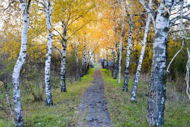Sarı sonbahar ile mayınları yolu ağaçlarının yaprakları. Sonbahar sokak