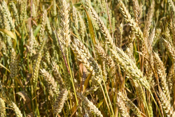 Поле риса на рисовых полях — стоковое фото