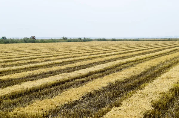 Field rice harvest began. — Stock Photo, Image