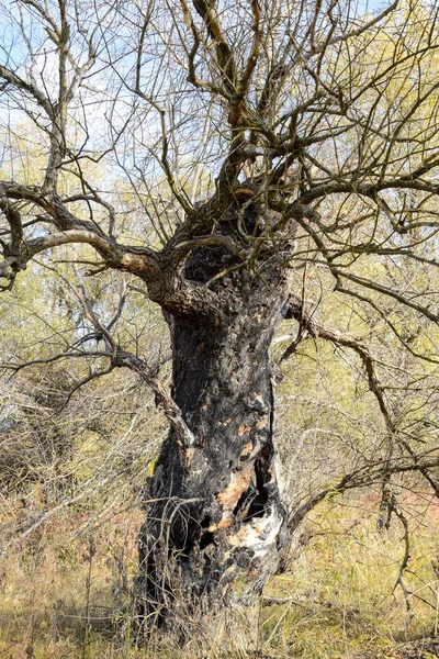 오래 된 죽은 버드 나무 나무입니다. 불 탄된 나무 껍질. — 스톡 사진