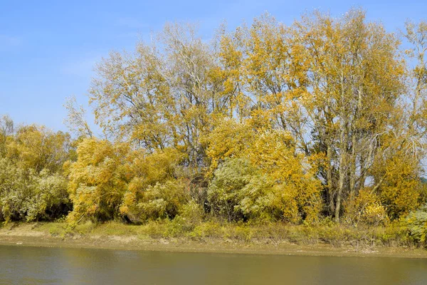 Paysage d'automne. Rive de rivière avec arbres d'automne. Peupliers sur le b — Photo