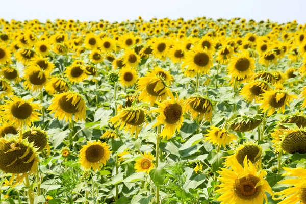 Blommande Solrosor Fältet Solros Fält Solig Dag Fältet Blommande Solrosor — Stockfoto