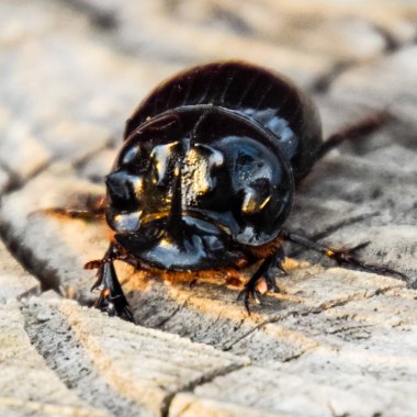 Bir ağaç kütüğü bir kesim üzerinde bir gergedan böceği. Gergedan böcekleri çifti.