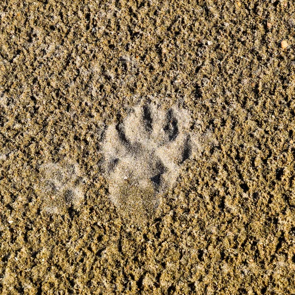 Bir köpeğin parça kum. Bir köpek deniz kıyısı yürüyordum ve kuma izleri bıraktı