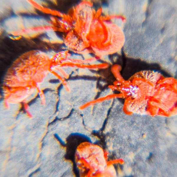 Primer Plano Macro Ácaro Terciopelo Rojo Trombidiidae —  Fotos de Stock