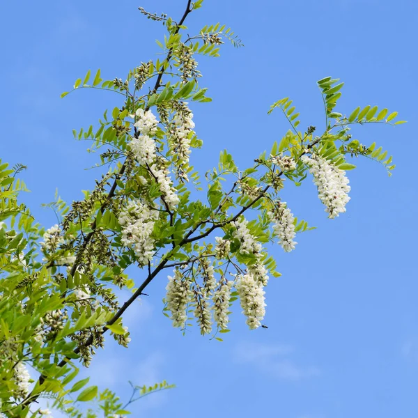 Floración Uvas Blancas Acacia Flores Blancas Acacia Espinosa Polinizadas Por —  Fotos de Stock