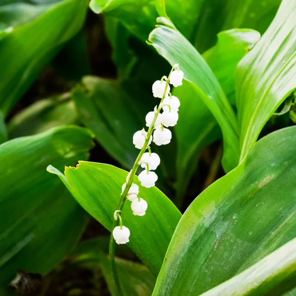 Zambakları çiçekli bir vadi.