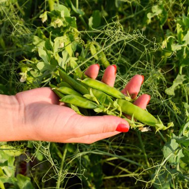 Yeşil bezelye. Pods bezelye. Bezelye alan
