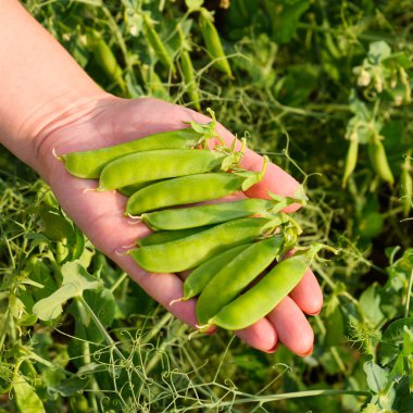 Yeşil bezelye. Pods bezelye. Bezelye alan