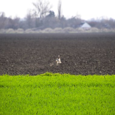 tarlada çalışan tavşan tavşan var. Korkmuş tavşan.