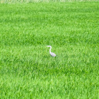 Baş heron pirinç çalılıkları arasında. Çim su kuşları.