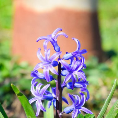 Sümbül Çiçek bahçesinde. Sümbül çiçek mavidir