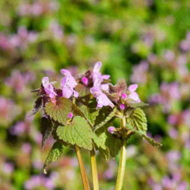 Lamium purpureum bahçede çiçek açıyor. İlaç bitkileri.