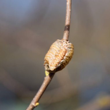 Ağacın dallarında peygamberdevesi var. Böceğin yumurtaları koza içine kış için bırakılır. Fındık dalıyla Ooteca.