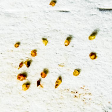 Bir kağıt üzerine parazitler. Cilt parazit kalıptan çekilmiş. Acari'siniz parazitler