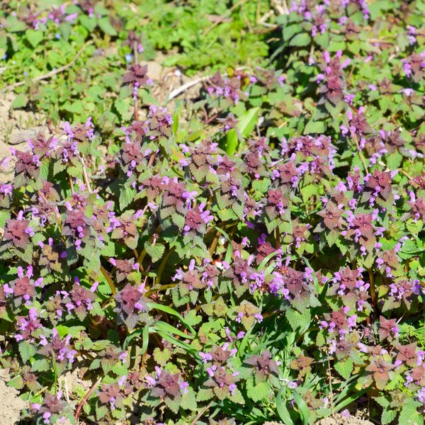 Lamium purpureum blooming in the garden. Medicinal plants.