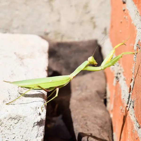 Mantis Hegymászás Téglafal Női Mantis Nézetei Miatt Megégettettek Ragadozó Rovarok — Stock Fotó