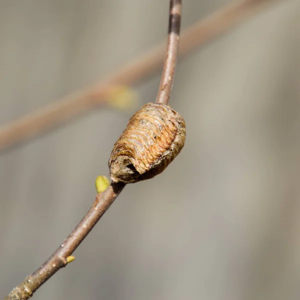 Ootheca螳螂在树枝上 虫卵在茧中产卵过冬 榛子枝条上的Ooteca — 图库照片