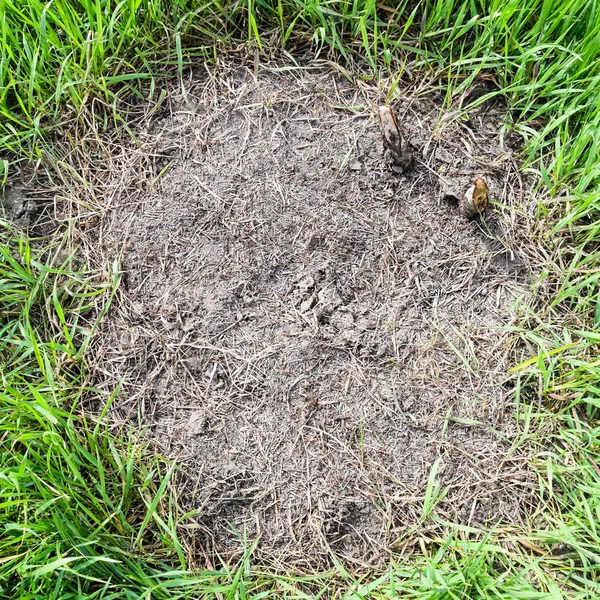 Ordinary Ants Anthill Social Insects — Stock Photo, Image