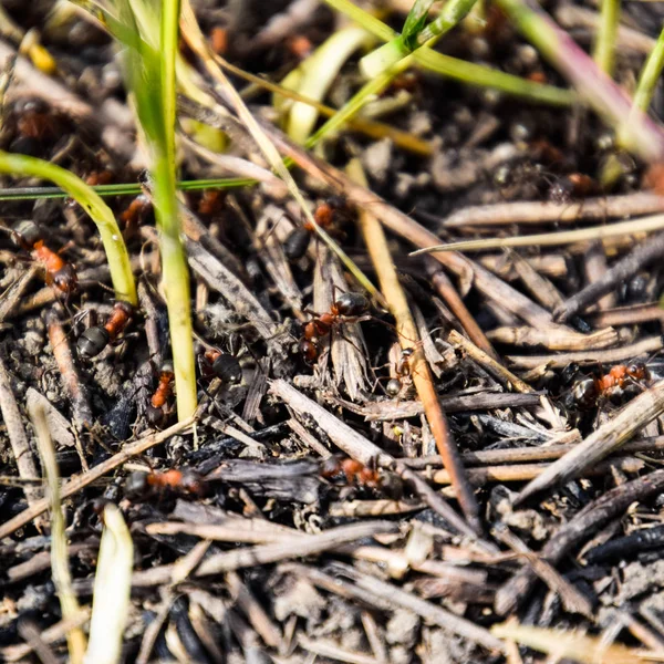 Gewöhnliche Ameisen Auf Einem Ameisenhaufen Soziale Insekten — Stockfoto