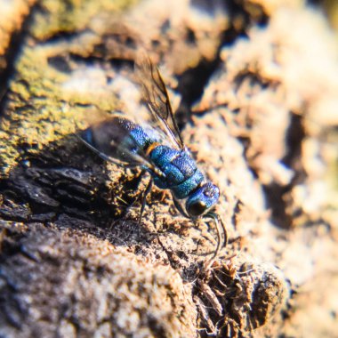 Ruby - kuyruklu arı Chrysis ignita