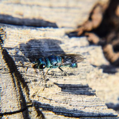 Ruby - kuyruklu arı Chrysis ignita