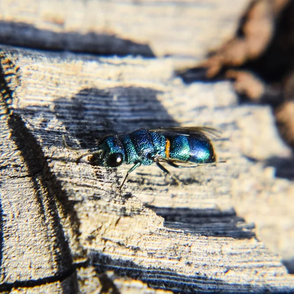 Rubi Seguiu Vespa Chrysis Ignita — Fotografia de Stock