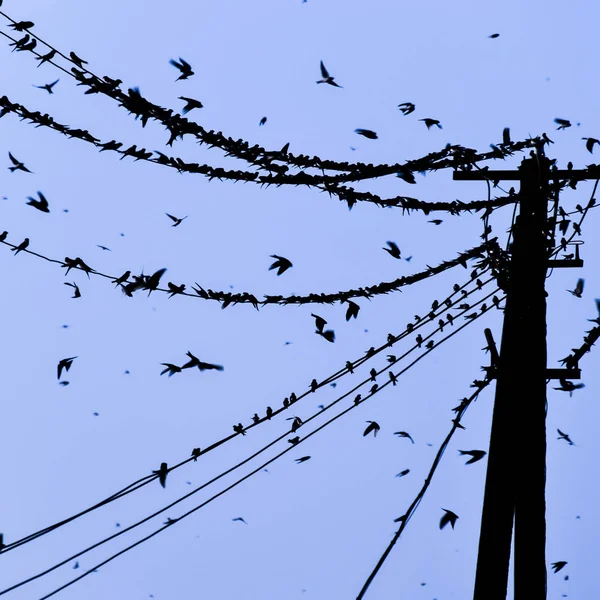 Siluetas Golondrinas Cables Atardecer Las Golondrinas —  Fotos de Stock