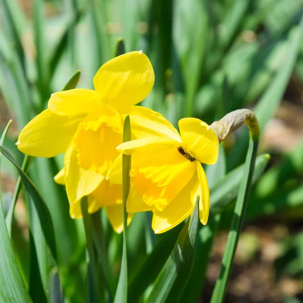 Çiçekler sarı nergis. Bahar çiçekli ampul flowerbed bitkilerde.
