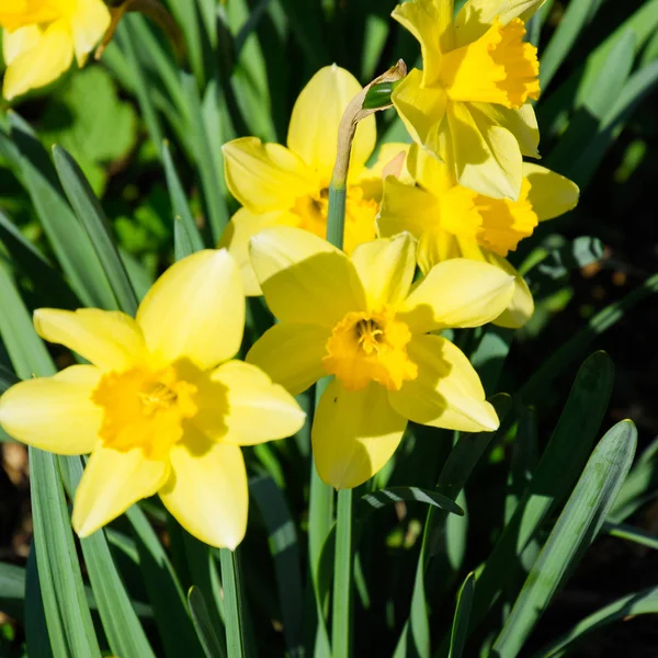 Blüten Narzissengelb Frühlingsblühende Zwiebelpflanzen Blumenbeet — Stockfoto