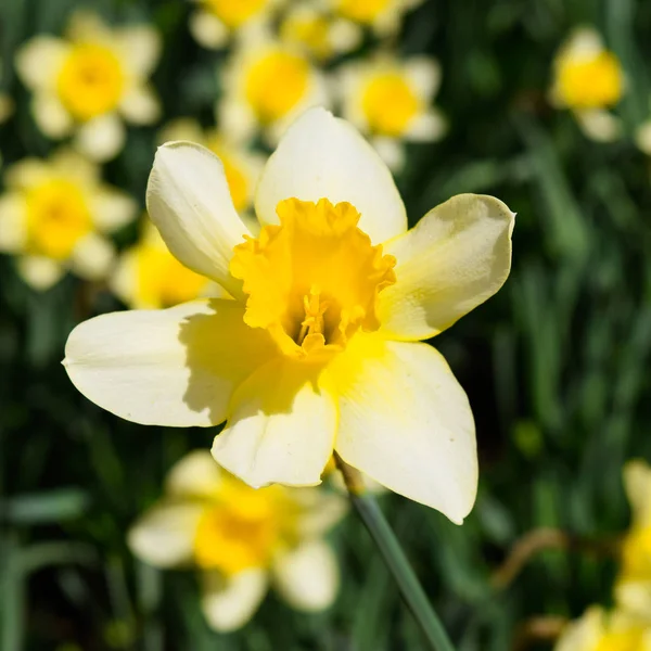 Květiny Narcis Žlutý Jarní Kvetoucí Rostliny Žárovka Záhonu — Stock fotografie