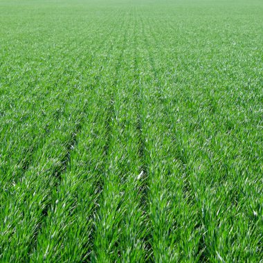 Bahar kış buğday alan. Buğday bir alanda yere vuruyor. Tahıl ekimi.