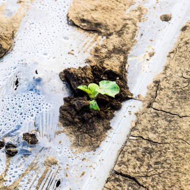 Karpuz ve kavun sulama sistemi sahada. Kavun ve karpuz sürgünler. Ekilen karpuz alan