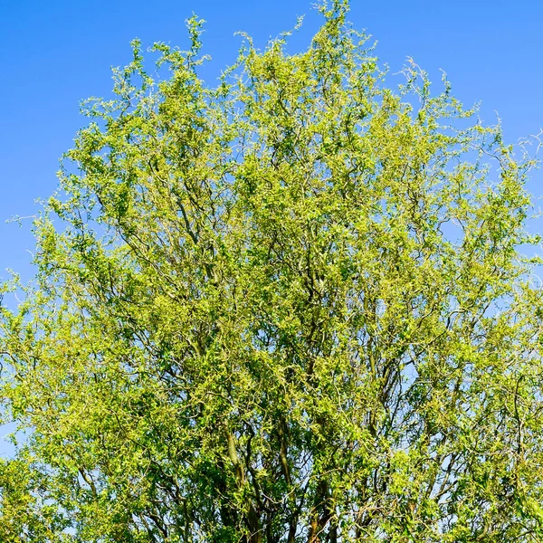 Willow tree. A blossoming and blooming willow tree in the spring against the sky