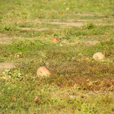 Terk edilmiş bir karpuz ve karpuz tarlası. Çürük karpuzlar. Karpuz hasadının kalıntıları. Tarlada çürüyen sebzeler