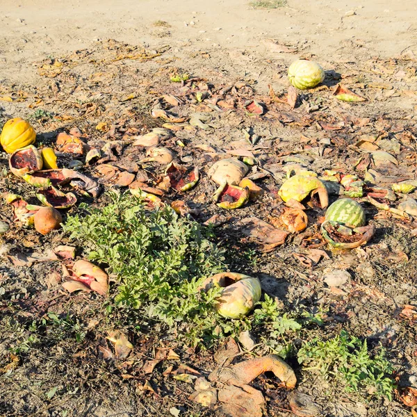 Heaps of rotting watermelons. Peel of melon. An abandoned field of watermelons and melons. Rotten watermelons. Remains of the harvest of melons. Rotting vegetables on the field