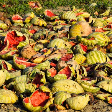 Bir yığın çürümüş karpuz. Kavun kabuğu. Terk edilmiş bir karpuz ve karpuz tarlası. Çürük karpuzlar. Karpuz hasadının kalıntıları. Tarlada çürüyen sebzeler