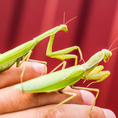 erkek ve mantis bir adam avuç içinde oturuyor. Böcek predator mantis