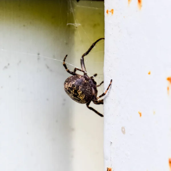 横档的雌性蜘蛛织网 篱笆上的蜘蛛 — 图库照片