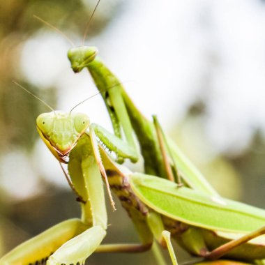Kırmızı bir arka plan üzerine peygamber devesi. Çiftleşme mantises. Mantis böcek yırtıcı hayvan