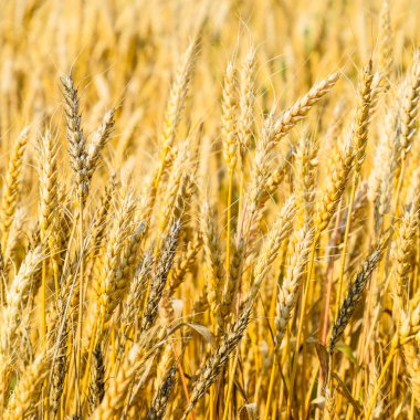 Olgun buğday alanında. Buğday spikelets. Tahıl hasat