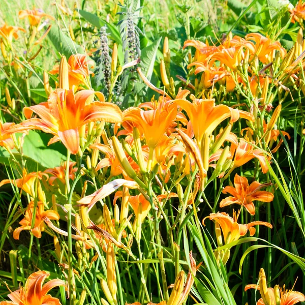 Λουλούδια Πορτοκαλί Λίλιουμ Κρίνα Μεταξύ Των Χορτάρι — Φωτογραφία Αρχείου
