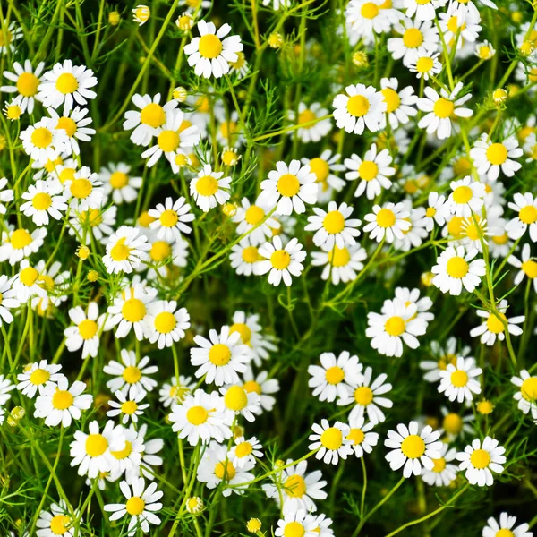 Lichtung Der Blüten Der Kamille Blühende Kamille — Stockfoto